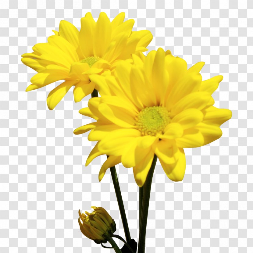 Chrysanthemum Oxeye Daisy Cut Flowers Ohio Marguerite Transparent PNG