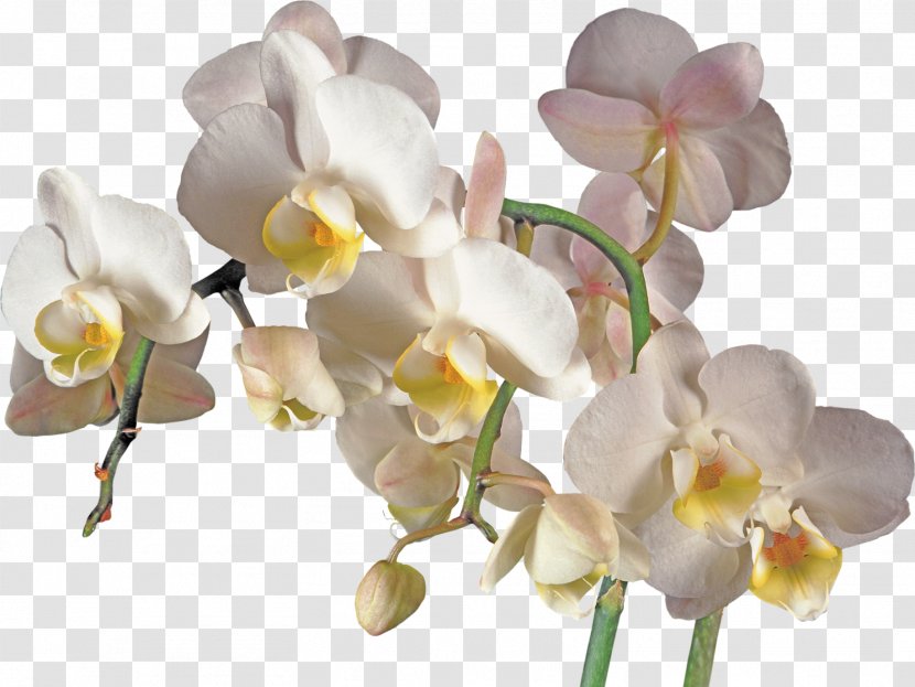Orchids Flower Clip Art - Cattleya Transparent PNG