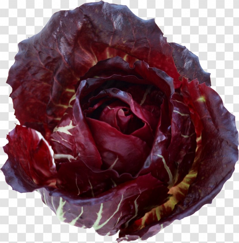 Beach Rose Garden Roses Clip Art - Leaf Vegetable - Hand Transparent PNG