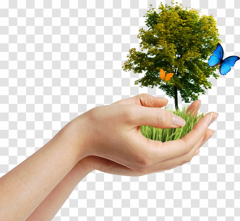 Environmentalism Natural Environment Earth Day Environmental Protection - April 22 - Tree Transparent PNG