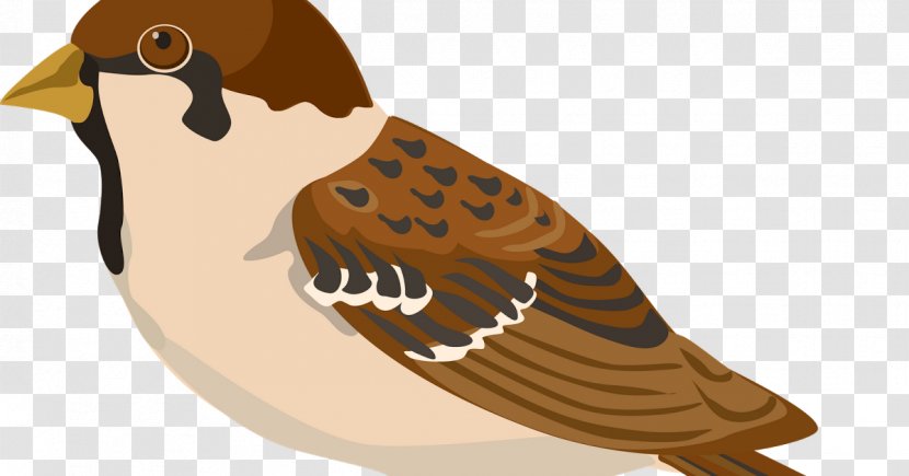 House Sparrow Bird Clip Art Vector Graphics - Eurasian Tree Transparent PNG