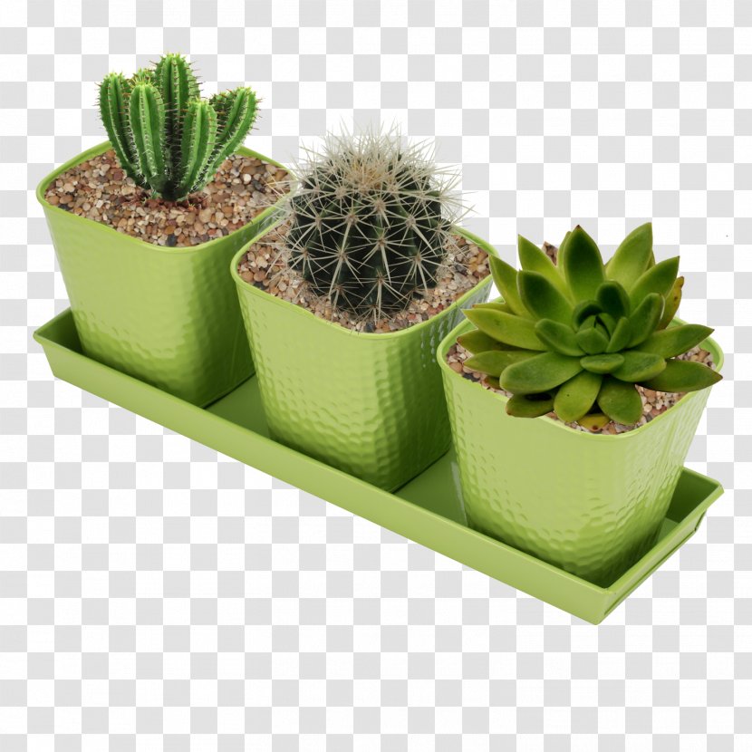 Cactus - Flowerpot - Terrestrial Plant Agave Transparent PNG