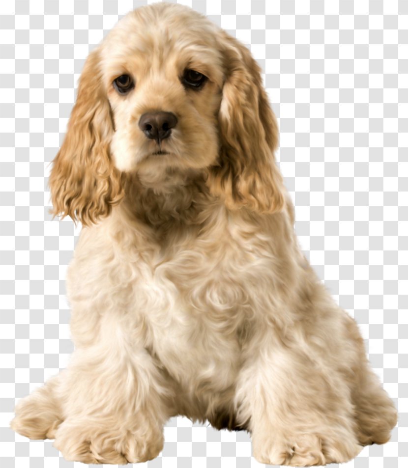 American Cocker Spaniel Field English Sussex Cockapoo - Puppy Transparent PNG