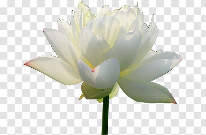 Nelumbo Nucifera Pygmy Water-lily Flower - Waterlily - Aquatic Plant Transparent PNG