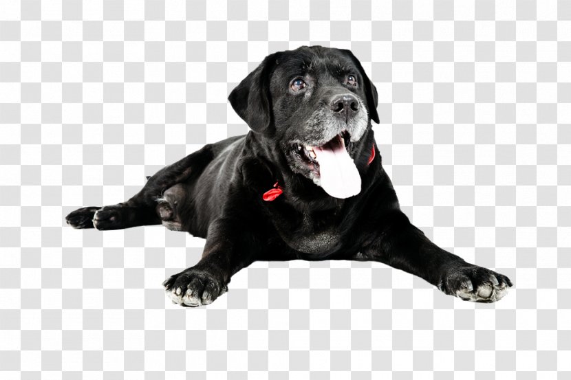 Labrador Retriever Cat Dog Breed Veterinarian Pet Transparent PNG