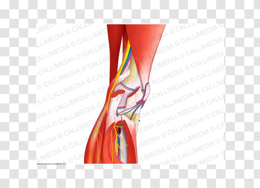 Nerve Knee Articularis Genus Muscle Blood Vessel - Heart - Anatomi Transparent PNG