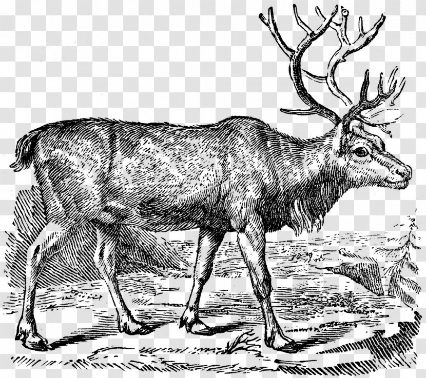 Reindeer Rudolph Black And White Clip Art - Royaltyfree - Hunting Transparent PNG