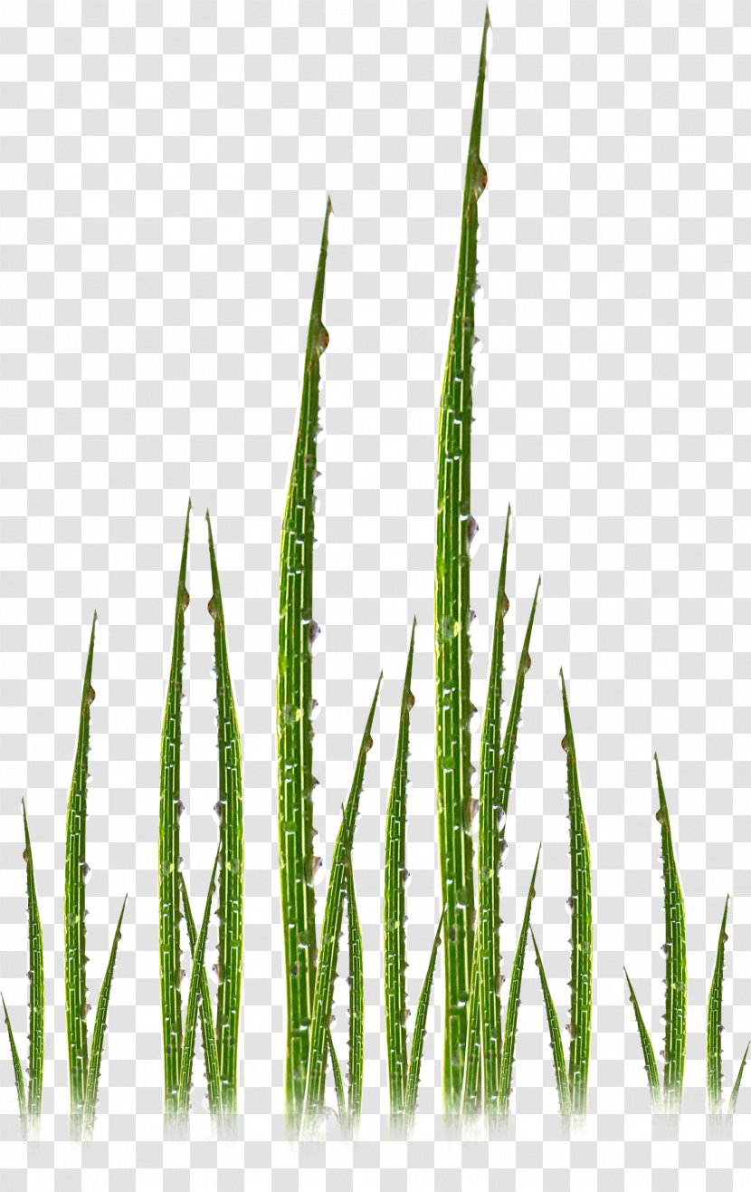 Grasses Commodity Plant Stem Family - Grass Transparent PNG