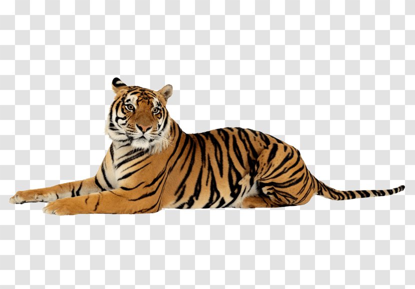 Lion Felidae Project Tiger Bengal Transparent PNG
