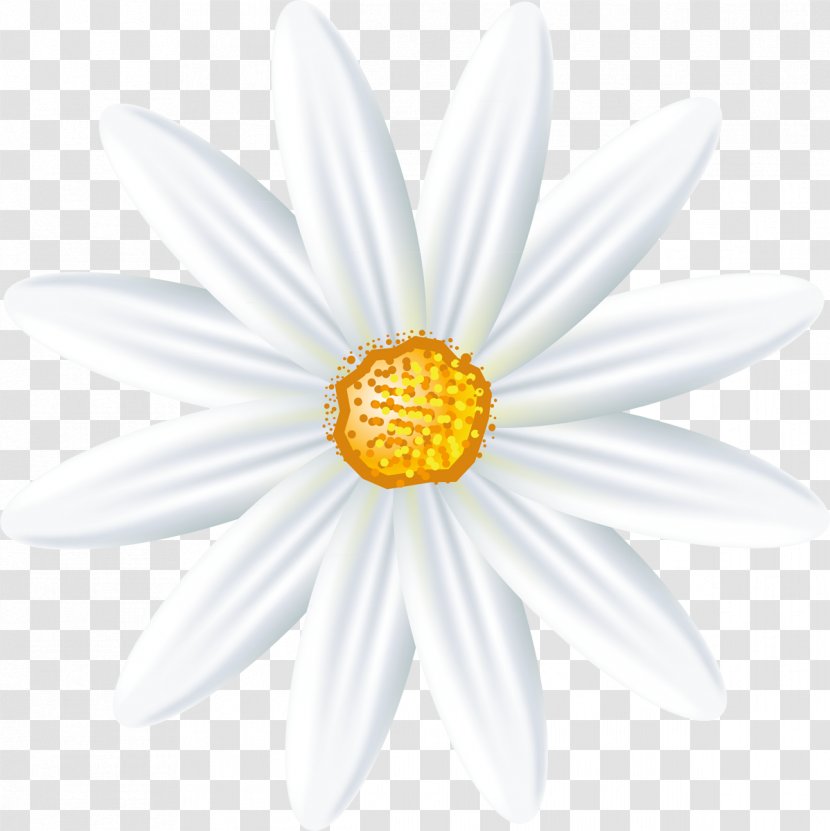 Roman Chamomile Oxeye Daisy Family German - Camomile Transparent PNG