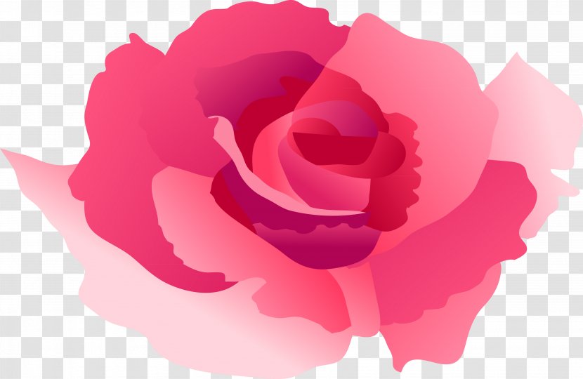 Garden Roses Cabbage Rose Petal Chinese Cuisine - Pink Family - China Transparent PNG