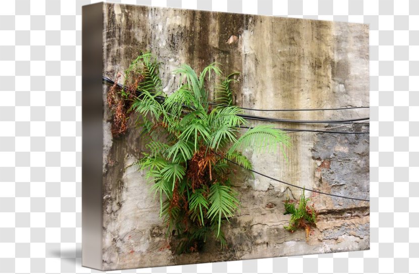 Tree Flowerpot Herb Transparent PNG