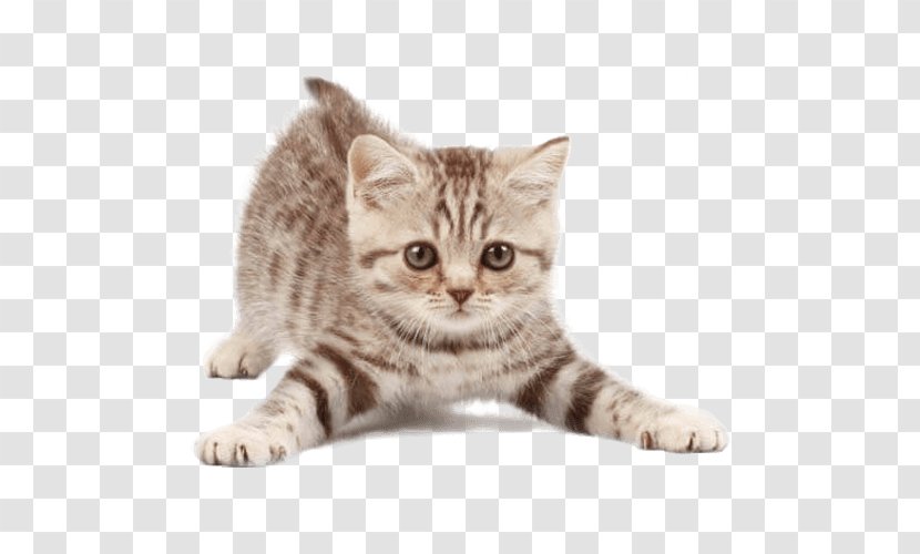 Cat Pet Sitting Kitten Dog - Like Mammal Transparent PNG