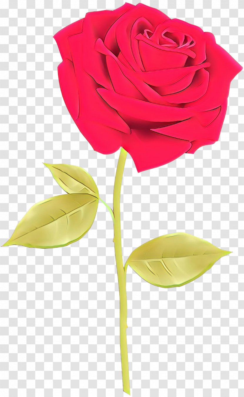 Garden Roses Cut Flowers Floral Design - Hybrid Tea Rose - Plant Transparent PNG