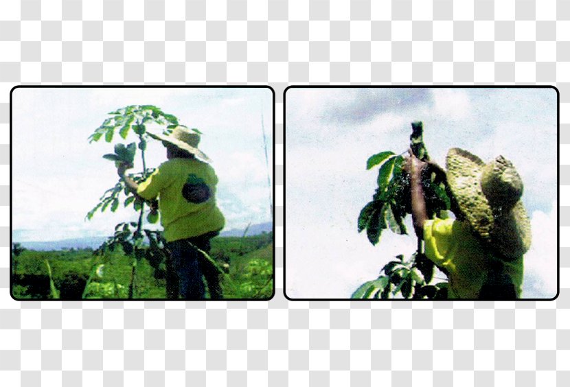 Pará Rubber Tree Natural Plantation Management - Plant Transparent PNG