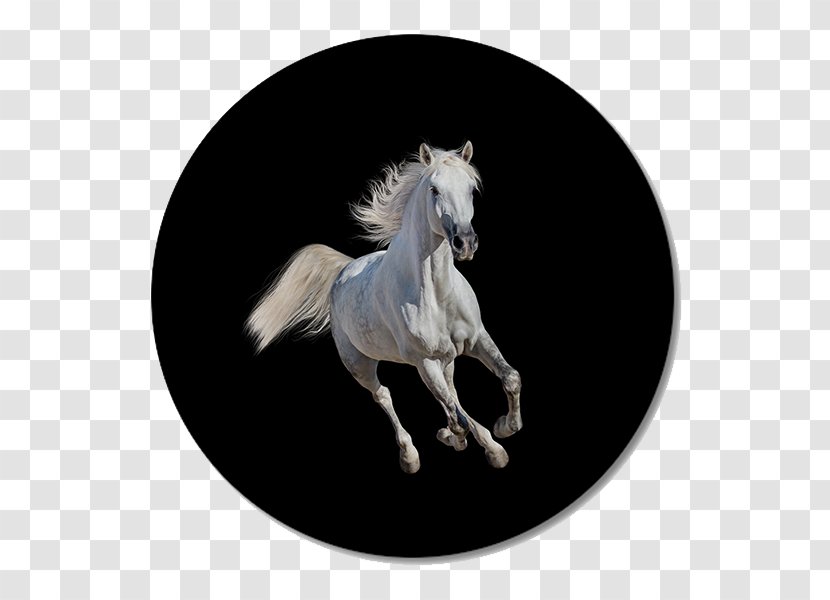 Arabian Horse Andalusian Mustang Gallop Stallion - Adobe Systems Transparent PNG