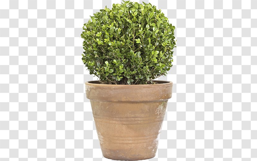Box Topiary Tree Plant - Garden Transparent PNG