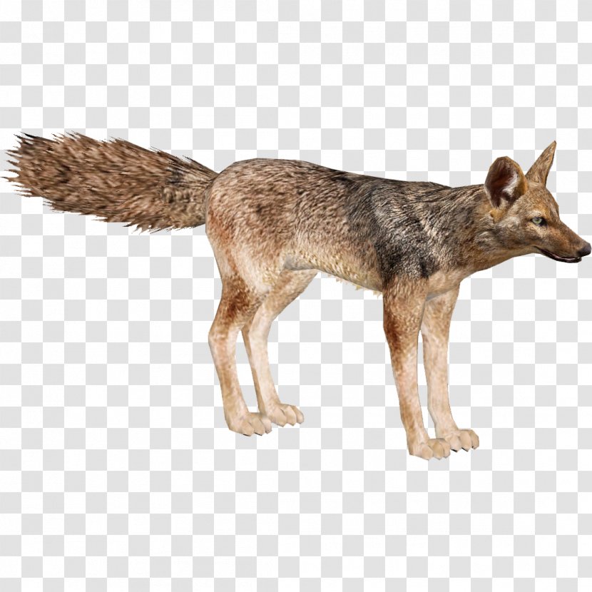 Jackal Wolf Coyote Red Fox - Mammal Transparent PNG