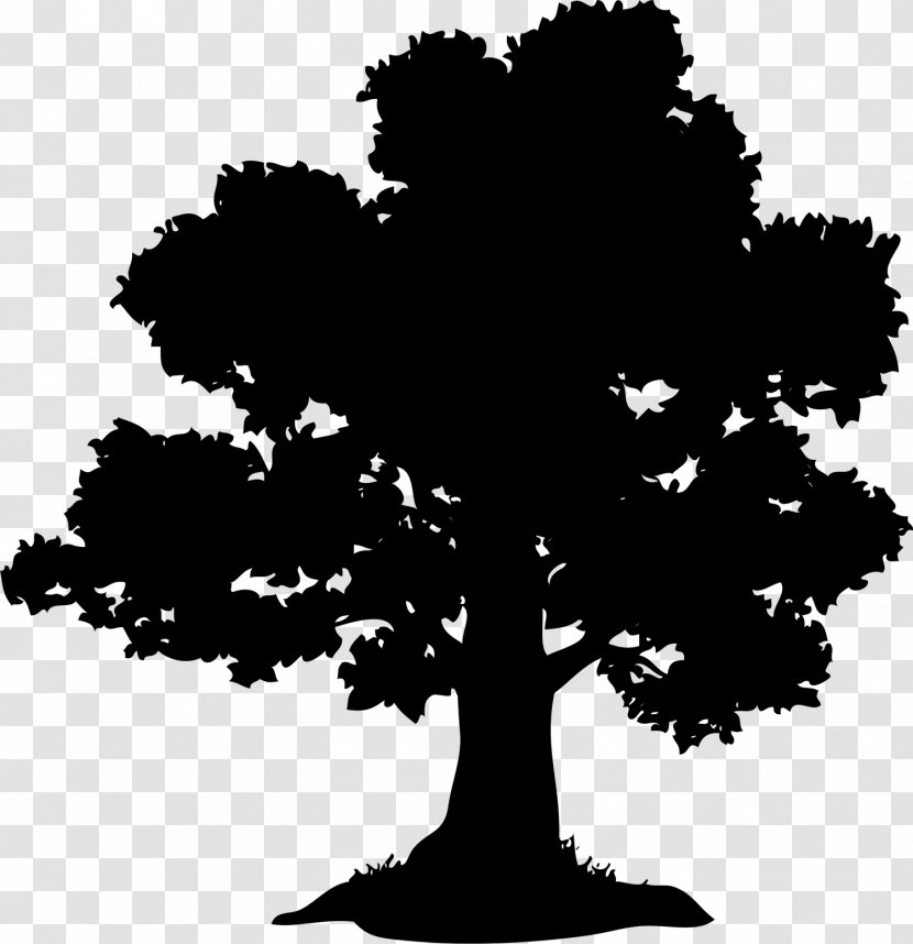 Oak Tree Chestnut Acorn - Sky Transparent PNG
