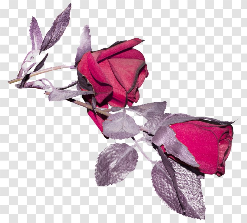 Rose Family Cut Flowers Petal Pink M Transparent PNG