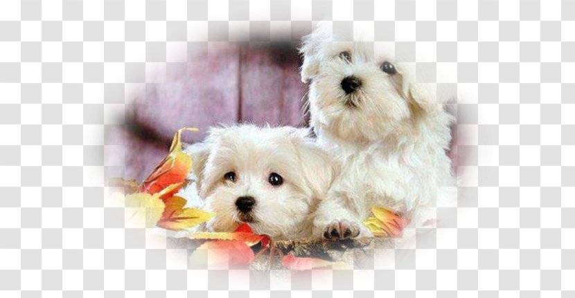 Maltese Dog Bolognese Poodle Bichon Frise Puppy - Breed Transparent PNG