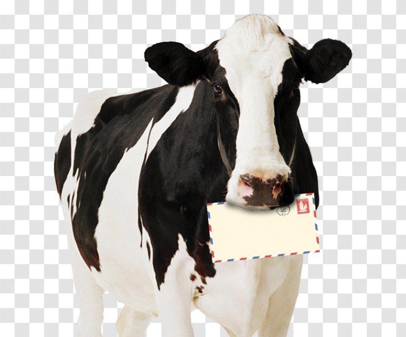 Holstein Friesian Cattle Highland Standee Dairy Paperboard - Wall - Pongal Festival With Cow Transparent PNG