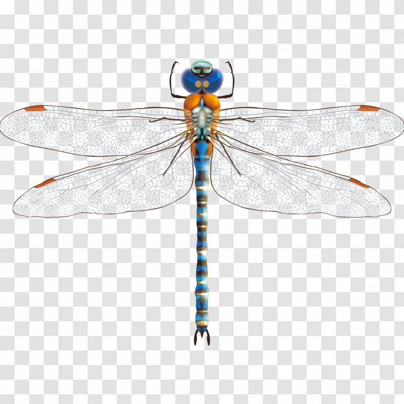 Dragonfly Damselfly Insect Clip Art - Vector Hand Painted Transparent PNG