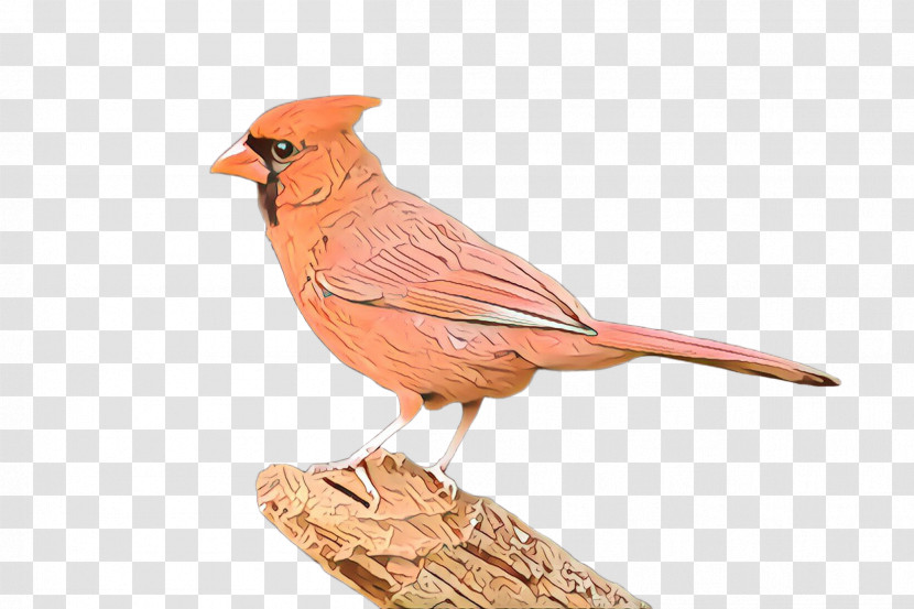 Bird Northern Cardinal Cardinal Beak Songbird Transparent PNG