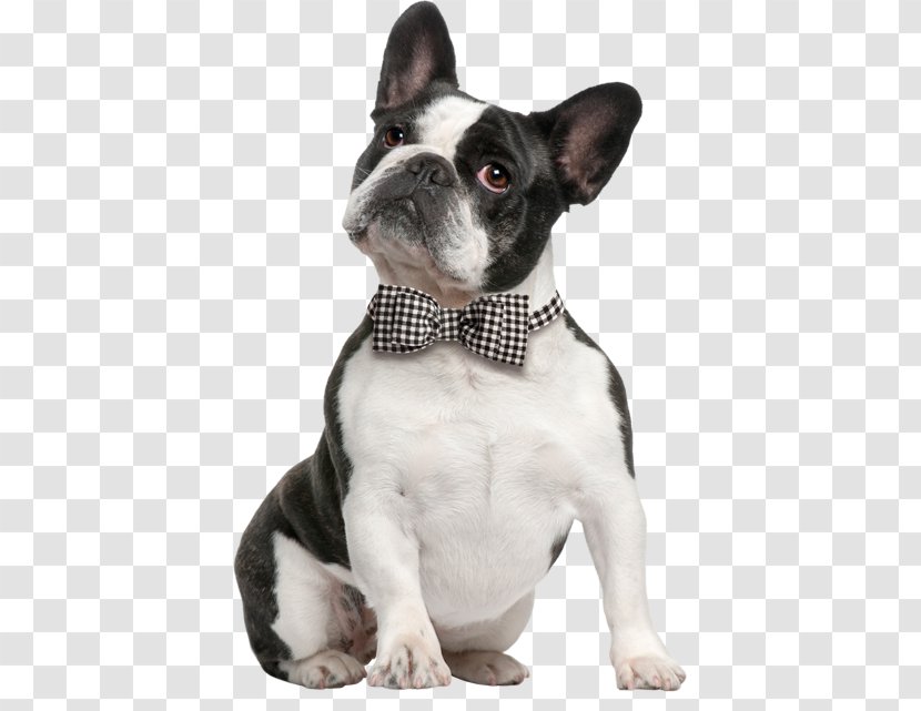 French Bulldog Boston Terrier American Staffordshire - Snout - Behind Transparent PNG
