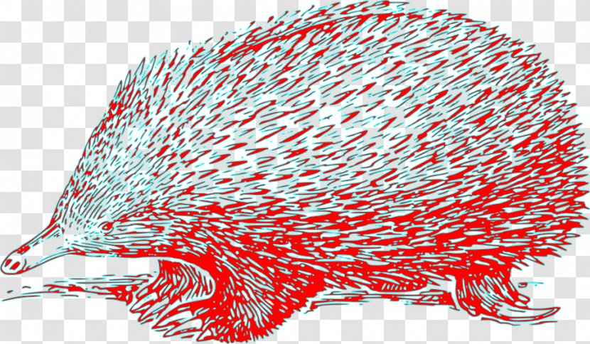 Anteater Echidna Clip Art - Hedgehog Transparent PNG