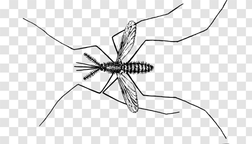 Mosquito Insect Fly Pollinator Cannabis - Black And White - Repellent Transparent PNG