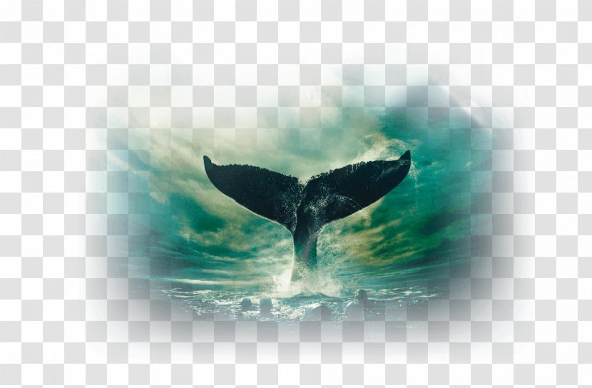 United States Australia Film Actor Television - Whales Dolphins And Porpoises Transparent PNG