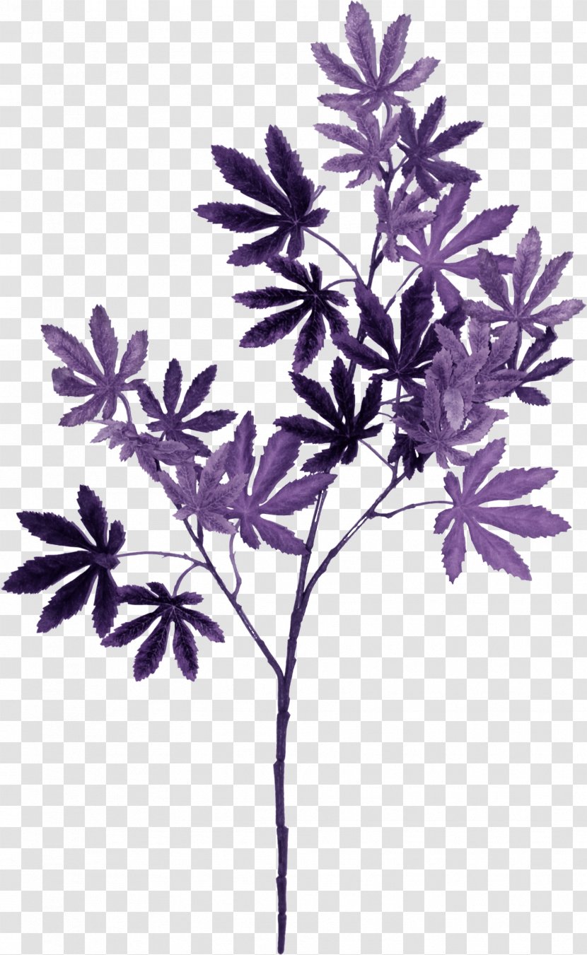 Violet Lilac Purple Leaf Color - Maple Transparent PNG
