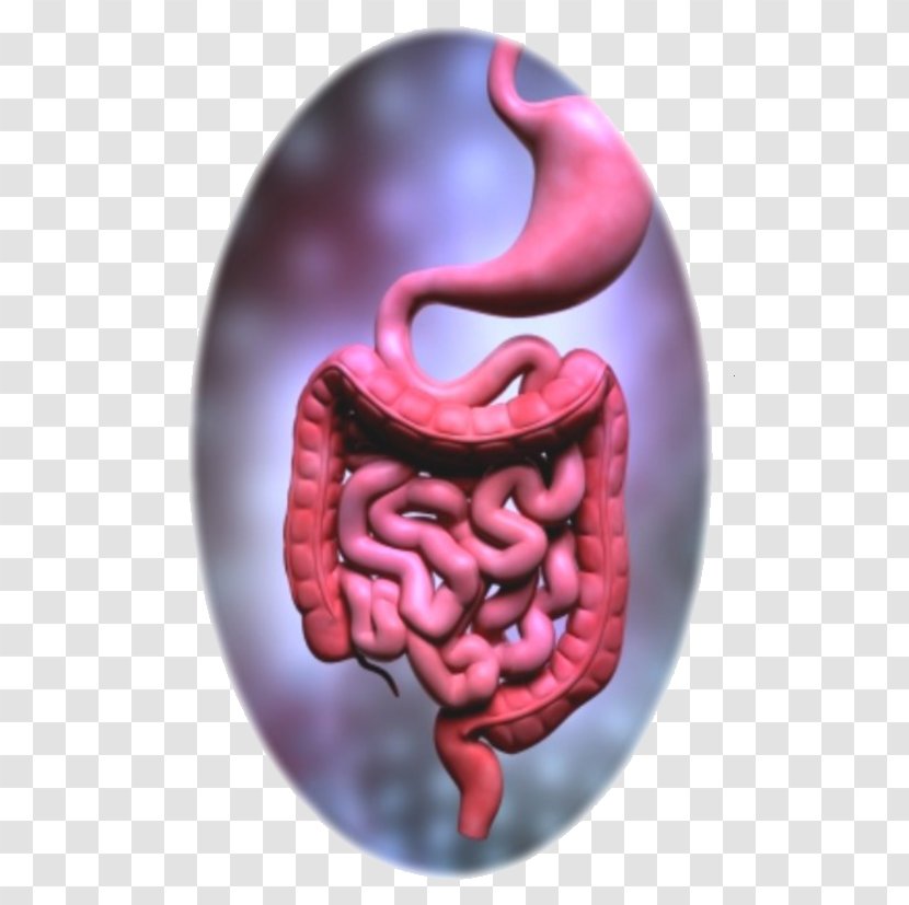 Nutrient Gastrointestinal Tract Digestion Human Digestive System Body - Watercolor - Health Transparent PNG
