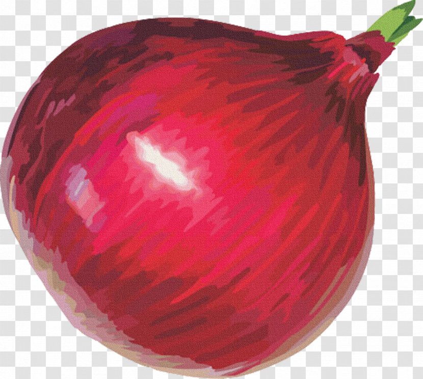 Red Onion Free Content Clip Art - Stockxchng Transparent PNG