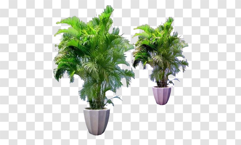 Bamboo Flowerpot Houseplant Areca Palm - Grass - Small Transparent PNG