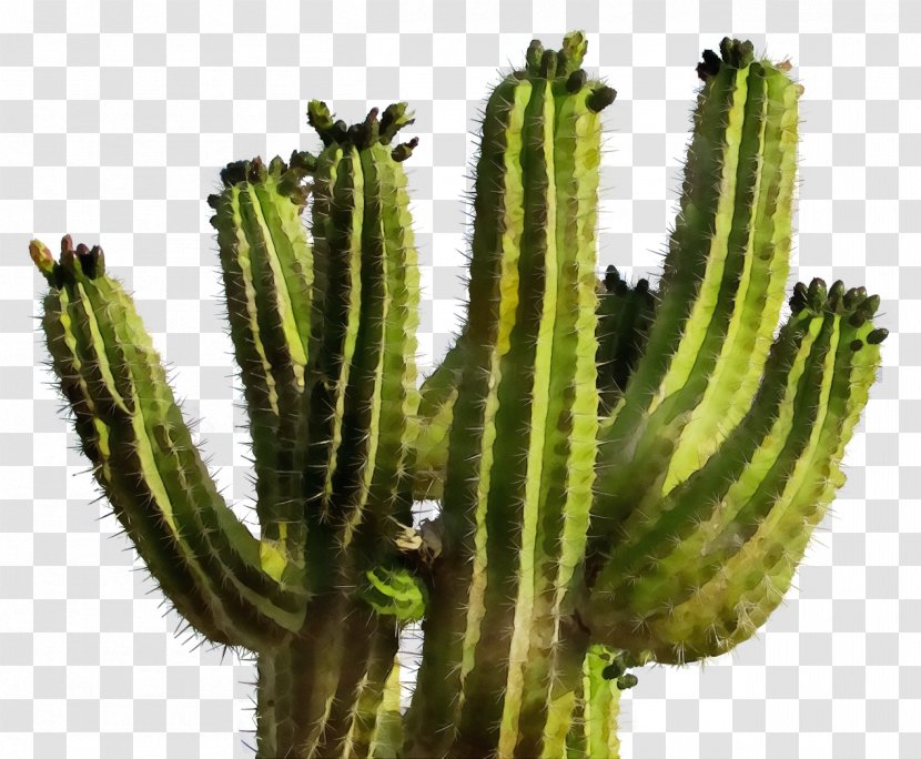 Cactus - Terrestrial Plant - Hedgehog San Pedro Transparent PNG