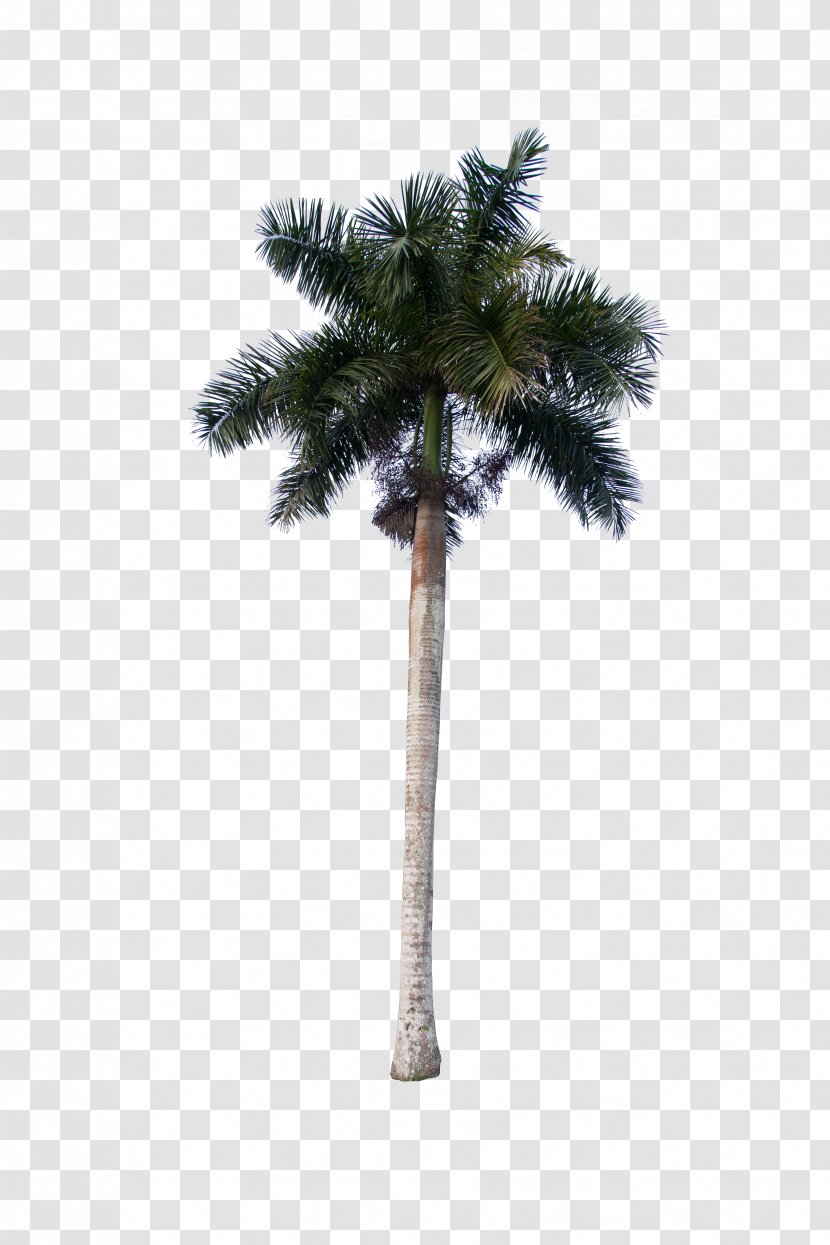 Asian Palmyra Palm Coconut Trees Date Oil Palms - Tree - Arecales Transparent PNG