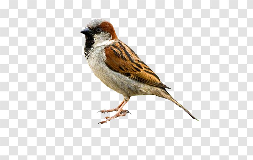 Bird Eurasian Tree Sparrow Critter Control Wildlife - Finch Transparent PNG