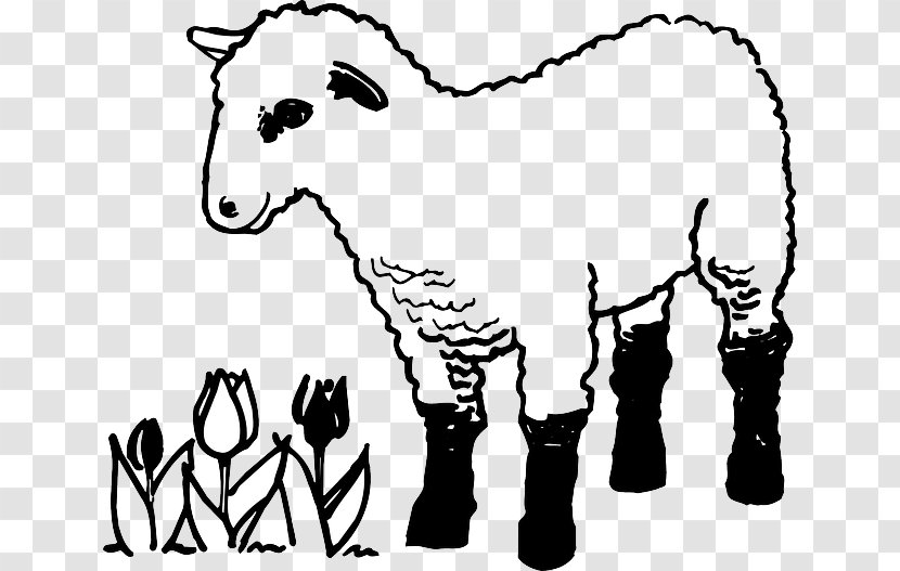 Sheep Colouring Pages Coloring Book Lamb And Mutton Goat - Cartoon Transparent PNG