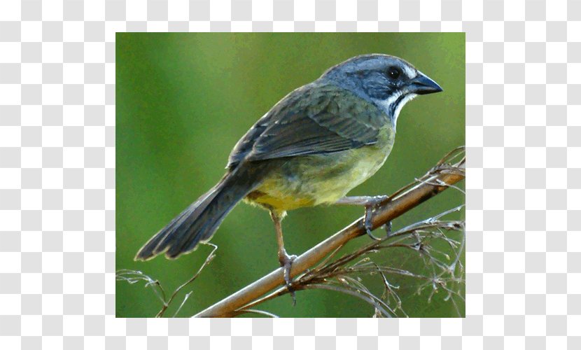 Finch American Sparrows Old World Flycatchers - Sparrow Transparent PNG