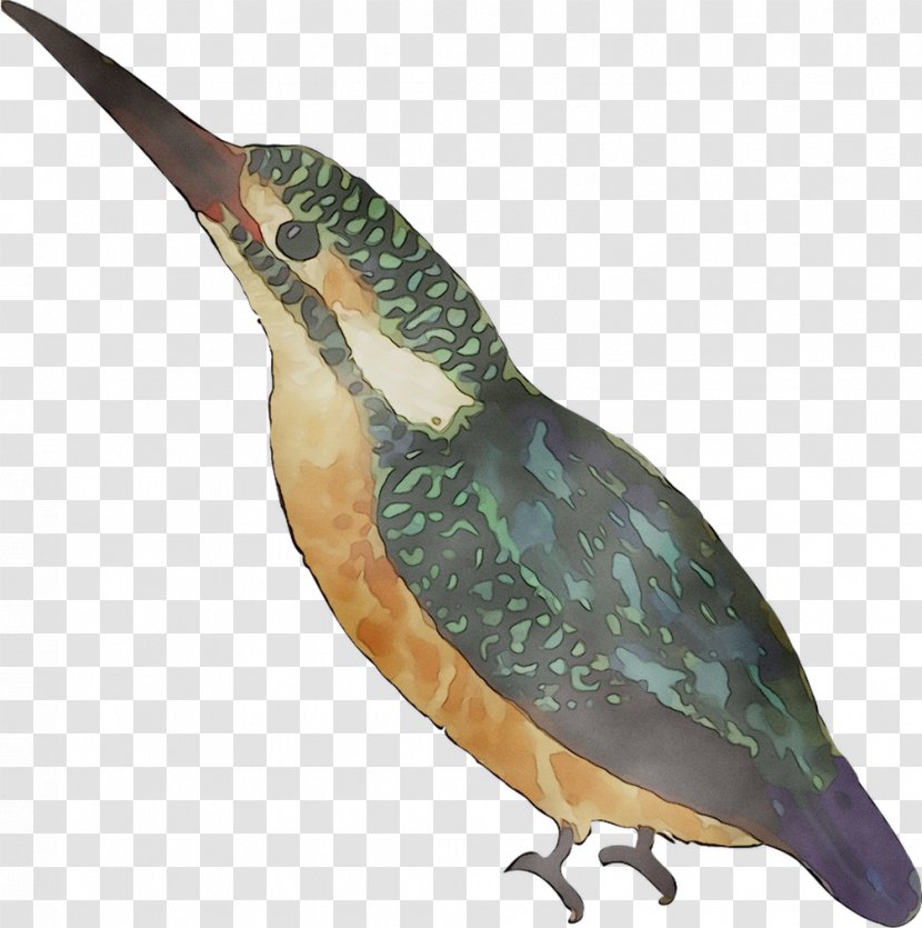 Beak Water Bird Feather Fauna - Hummingbird Transparent PNG