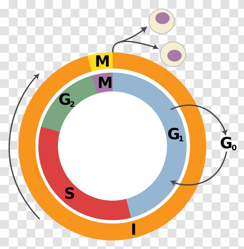 Cell Cycle Division Interphase Mitosis - G1 Phase - Yellow Transparent PNG