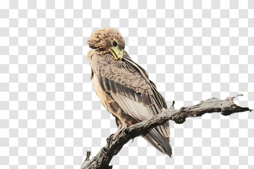 Bird Beak Of Prey Falconiformes Kite - Wildlife Transparent PNG