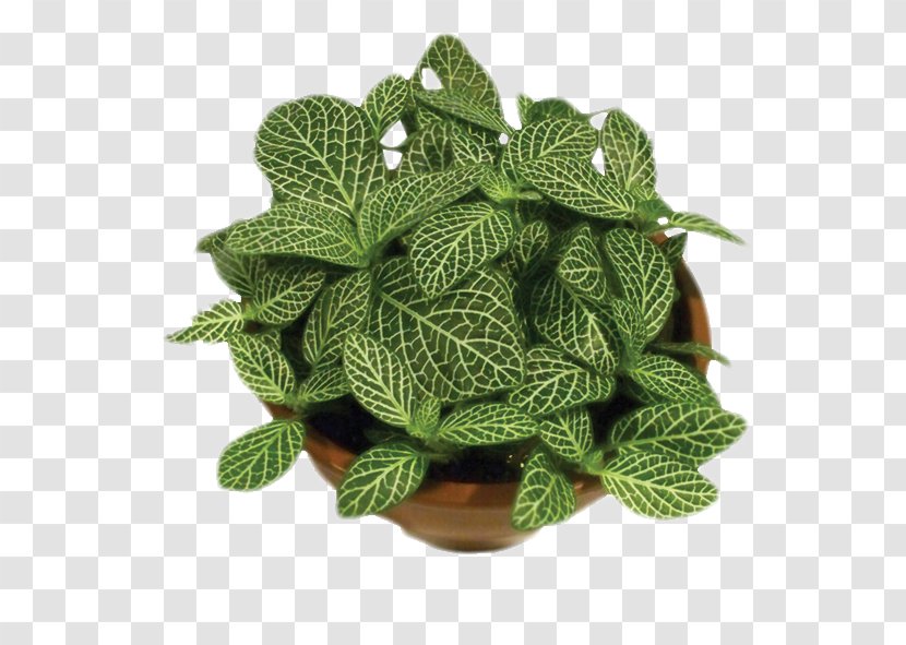 Leaf Fittonia Albivenis Muehlenbeckia Complexa Chinese Evergreens Plant - Herb - Monstera Transparent PNG