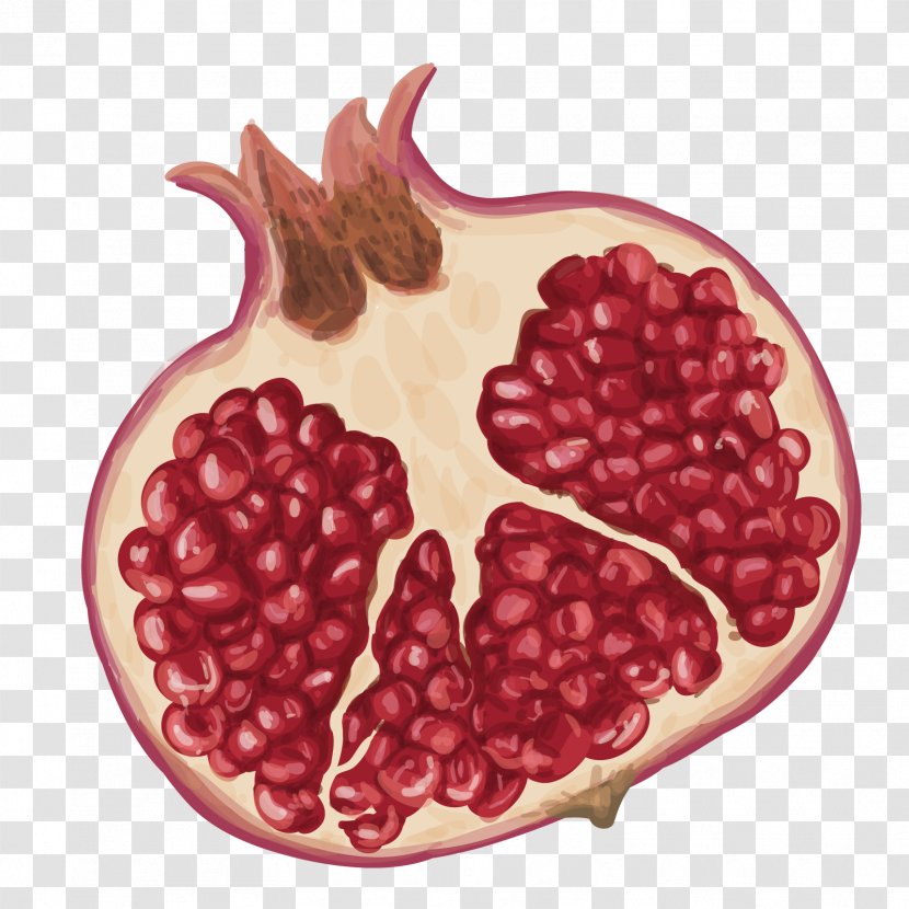 Pomegranate Drawing Fruit Illustration - Vector Inside Transparent PNG