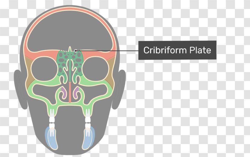 Ethmoid Bone Sinus Vomer Anatomy - Skull Transparent PNG