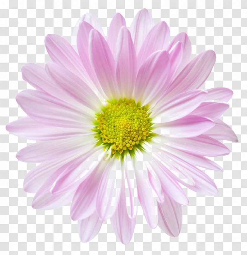 Flower Floral Clock Stock.xchng Common Daisy - Aster Transparent PNG