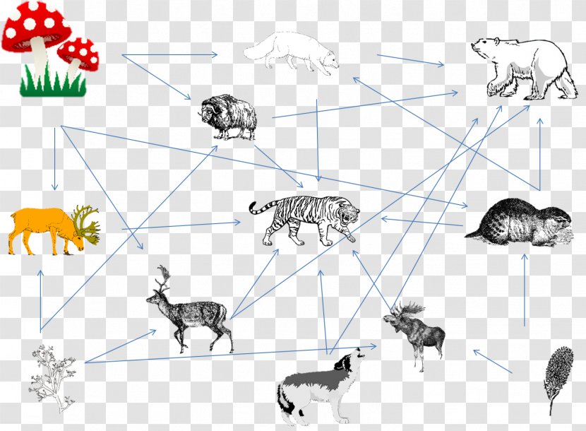 Black Panther Gray Wolf Siberian Tiger Food Web Chain - Leopard Transparent PNG