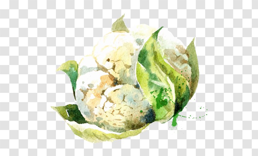 Vegetable Watercolor Painting Drawing Illustration - Small Fresh Green Vegetables Cauliflower Transparent PNG